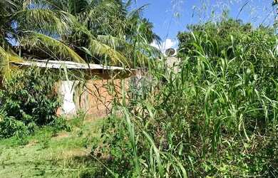 Imagem 10: Terreno incrível em Tatuamunha - Ótimo investimento