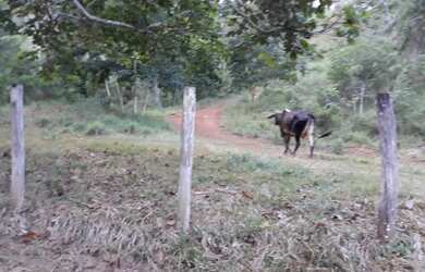 Imagem 8: Fazenda, a 59 km de Palmas, 6.8 Alqueires, Água por Gravidade