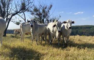 Imagem 11: Fazenda com 3 dormitórios à venda, 2420000 m² por R$ 10.000.000,00...