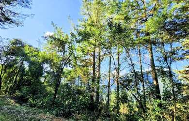 Imagem 2: Sítio / Chácara para Venda em Nova Petrópolis, Linha Riachuelo