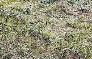 Imagem 7: Terreno à venda, 280 m² por R$ 219.900,00 - Jardim Monte Alto - Guarulhos/SP