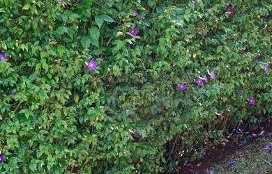 Imagem 7: Terreno à venda, 609 m² por R$ 294.000,00 - Condomínio Mirante dos...