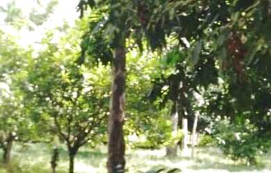 Imagem: O terreno possui 1.000m² de Área e está localizado em Tancredo