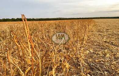 Imagem: A fazenda está localizado em Itacajá, TO à venda por R$3.960.000