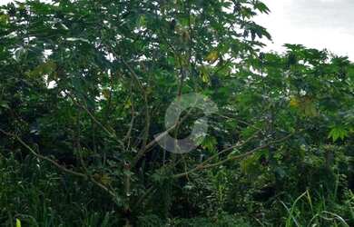 Imagem 7: Terreno à venda, 2700 m² por R$ 600.000,00 - Itaipuaçu - Maricá/RJ