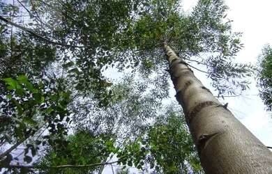 Imagem 10: Fazenda à venda, m² por R$ 13.500.000,00 - Setor Central - Novo Acordo/TO