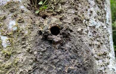 Imagem 13: Belíssimo sítio de 5.3 hectares em Urussanga