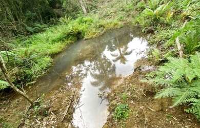 Imagem 7: Belíssimo sítio de 5.3 hectares em Urussanga