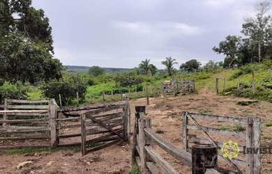 Imagem 4: Fazenda à venda, 242 Hectares- Zona Rural - Aparecida do Rio Negro/TO