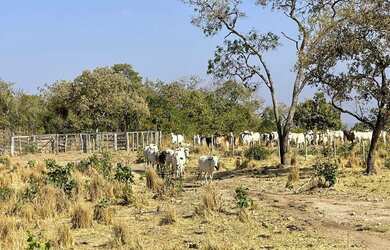 Imagem: A fazenda possui 600.000.000m² de Área e está localizado