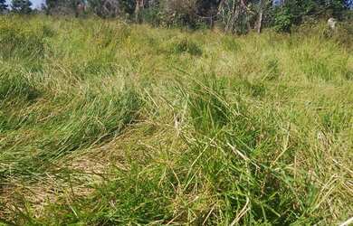 Imagem 10: Fazenda região de poconé