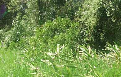 Imagem 4: Bom terreno de esquina medindo 12.80 x 24 total 307,20 m2 em Itapoá na...