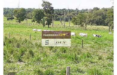 Imagem 4: Fazenda Extra Região São Miguel do Araguaia 75 Alqueires