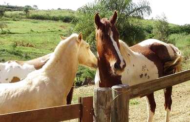 Imagem 12: Sítio, 28000 m² - venda por R$ 5.350.000,00 ou aluguel por R$ 20.000,00/mês...