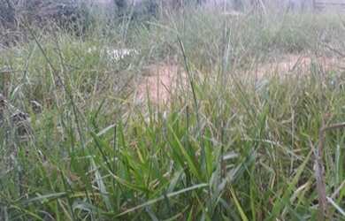 Imagem 6: Terreno à venda, 160 m² por R$ 165.000,00 - Bosque Santa Rosa - Itu/SP