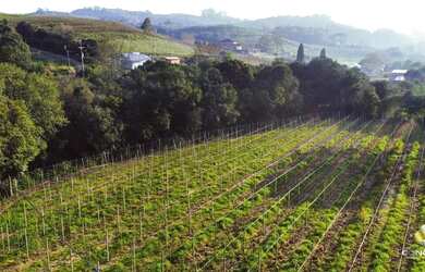 Imagem 3: Linda àrea com plantio de 2.5 hectares