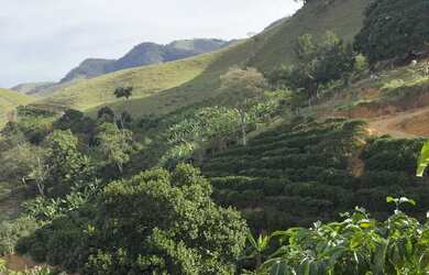 Imagem 10: MIMOSO COM 7 MIL PÉS DE CAFÉ COM CASA ENERGIA E MUITA ÁGUA