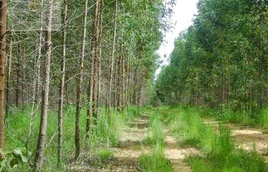 Imagem 3: Fazenda à venda, m² por R$ 13.500.000,00 - Setor Central - Novo Acordo/TO