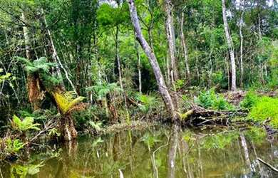 Imagem 2: Belíssimo sítio de 5.3 hectares em Urussanga