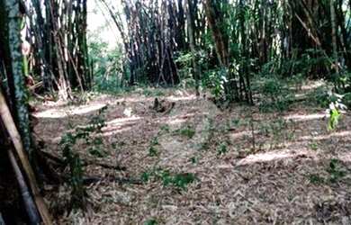 Imagem 8: Terreno à venda, 1000 m² por R$ 90.000,00 - Itaocaia Valley Itaipuaçu...