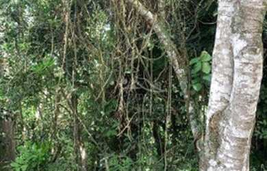 Imagem 3: Terreno para venda Condomínio Arujazinho I, II e III