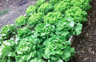 Imagem 11: Sítio, 28000 m² - venda por R$ 5.350.000,00 ou aluguel por R$ 20.000,00/mês...