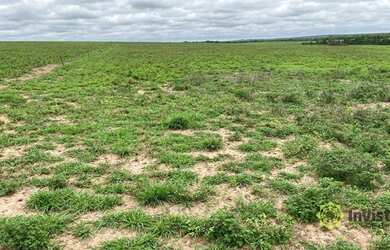 Imagem 5: Fazenda à venda, 7200000 m² por R$ 4.200.000,00 - Zona Rural - Pedro...