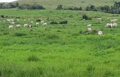 Imagem: A fazenda possui 333m² de Área e está localizado em Porto