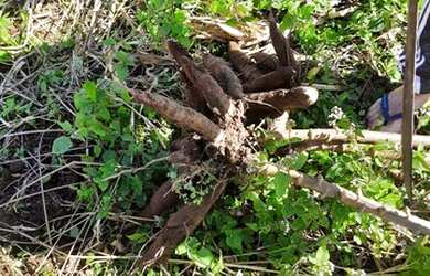 Imagem: A chácara possui 800m² de Área e está localizado em São