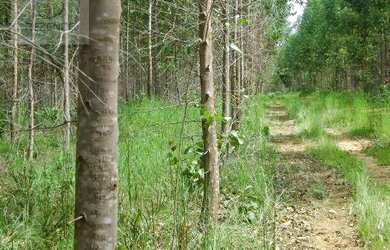 Imagem 15: Fazenda à venda, m² por R$ 13.500.000,00 - Setor Central - Novo Acordo/TO