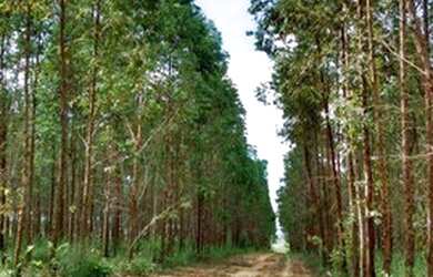 Imagem 5: Fazenda à venda, m² por R$ 13.500.000,00 - Setor Central - Novo Acordo/TO