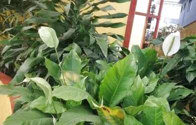 Imagem 1: Sala, 31 m² - venda por R$ 212.000,00 ou aluguel por R$ 1.080,00/mês...