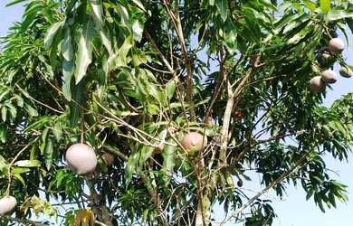 Imagem: O terreno possui 13.000m² de Área e está localizado em Humildes