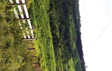 Imagem: A fazenda possui 10.986.800m² de Área e está localizado