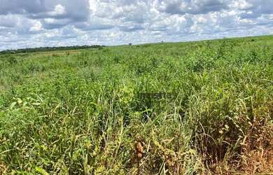 Imagem 9: Fazenda 2.420 Hectares no Vale do Araguaia - Tocantins