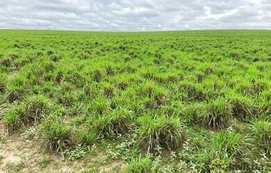 Imagem 11: Fazenda à venda, 7200000 m² por R$ 4.200.000,00 - Zona Rural - Pedro...