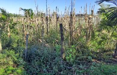Imagem 6: terreno em São João do Sul SC, na Sociedade Glorinha
