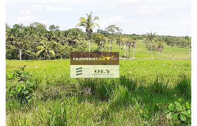 Imagem 7: Fazenda Extra Região São Miguel do Araguaia 75 Alqueires