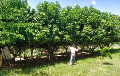 Imagem: A chácara possui 2.000m² de Área e está localizado em Monte
