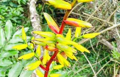 Imagem 6: Belíssimo sítio de 5.3 hectares em Urussanga