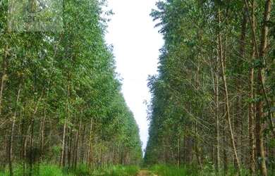 Imagem 1: Fazenda à venda, m² por R$ 13.500.000,00 - Setor Central - Novo Acordo/TO