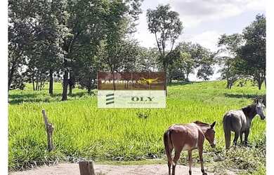 Imagem 8: Fazenda Extra Região São Miguel do Araguaia 75 Alqueires