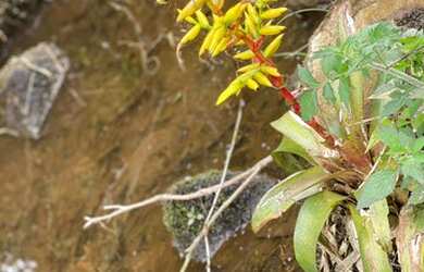 Imagem 5: Belíssimo sítio de 5.3 hectares em Urussanga