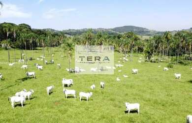 Imagem: A fazenda possui 870000m² de Área e está localizado em Bela