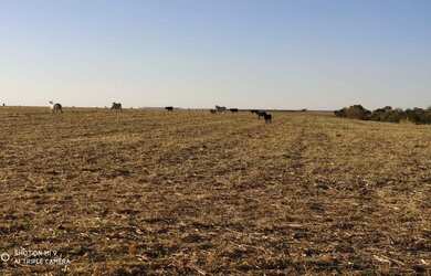 Imagem 5: R$150 Milhões Fazenda de 405 alqueires em Campo Alegre-GO