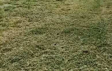 Imagem 10: Lote/Terreno para venda com 250 metros quadrados em Vila Zilda Natel -...