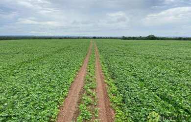 Imagem: Fazenda à venda, 1.100 Hectares em Araguacema do Tocantins