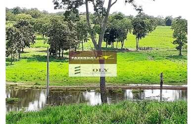 Imagem 11: Fazenda Extra Região São Miguel do Araguaia 75 Alqueires