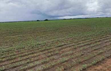 Imagem: A fazenda possui Imóvel novo e está localizado em Mundo Novo