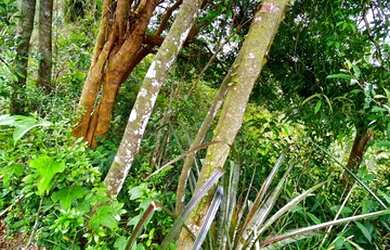 Imagem 14: Belíssimo sítio de 5.3 hectares em Urussanga